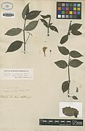 Ruellia violacea Aubl.  BM000992468.jpg