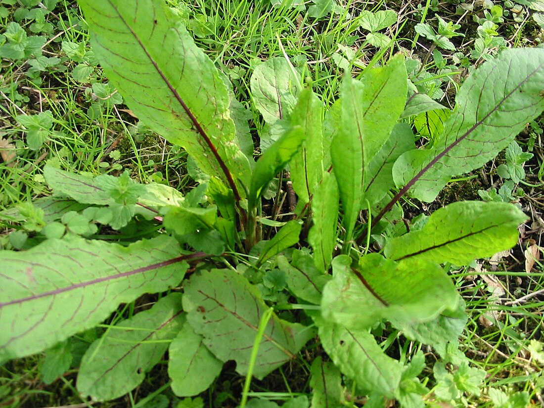 Rumex sanguineus