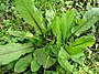 Bloedzuring (Rumex sanguineus)