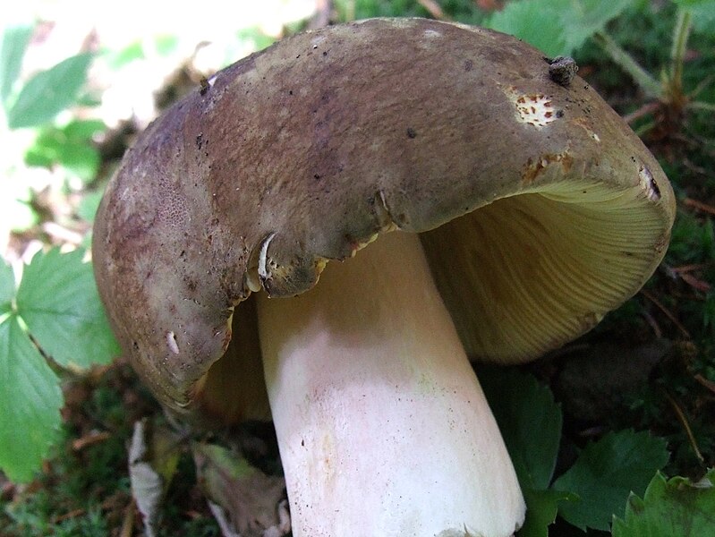 File:Russula cyanoxantha G28.jpg