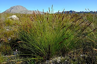 <i>Schoenus cuspidatus</i> Species of grass-like plant