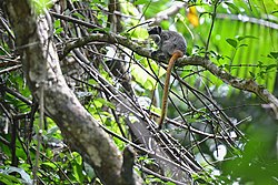 Saguinus imperator subgrisescens 3.jpg