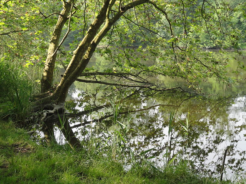 File:Saint-Jean-aux-Bois (60), étang de Sainte-Perrine 4.jpg