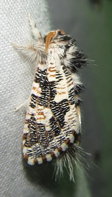 Salagena tessellata 26982576.jpg