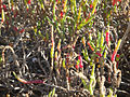 Salicornia ambigua