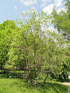 <i>Salix aegyptiaca</i> Salix aegyptiaca common name