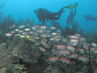 Mergulhadores usando scuba