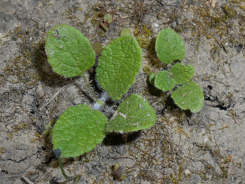 File:Salvia verticillata 2018-05-06 1615.jpg