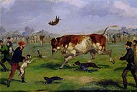 Bull-baiting (Angleterre, XIXe siècle)