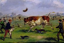 Bull-baiting in the 19th century, painted by Samuel Henry Alken. Samuel Henry Alken - Bull Baiting.jpg