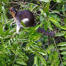 Sandakan Sabah Giant-Squirrel-in-RDC-02 2.jpg