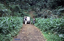 Sao Tomé bos.jpg