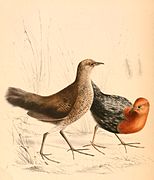Sarothrura rufa (Red-chested Flufftail) (drawing)
