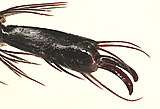Scarabaeus variolosus hind claw.jpg
