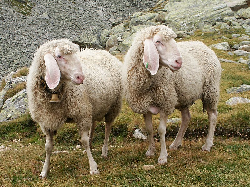 Datei:Schafe Bergweide.jpg