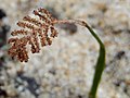 Plodná část listu Schizaea rupestris