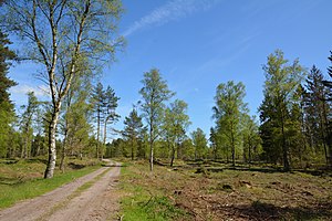 Schleswig-Holstein, Bark, Wittenborner Heide NIK 6086.jpg