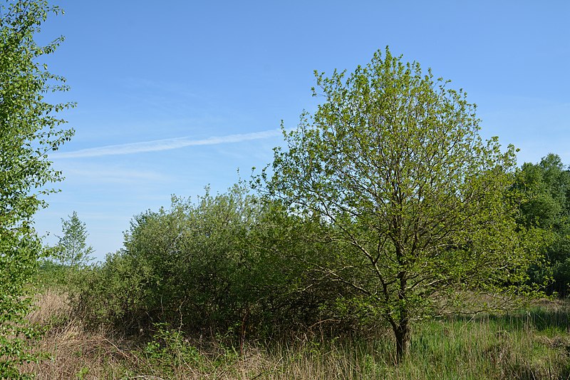 File:Schleswig-Holstein, Delve, Landschaftsschutzgebiet Südermoor bei Schwienhusen NIK 2530.jpg