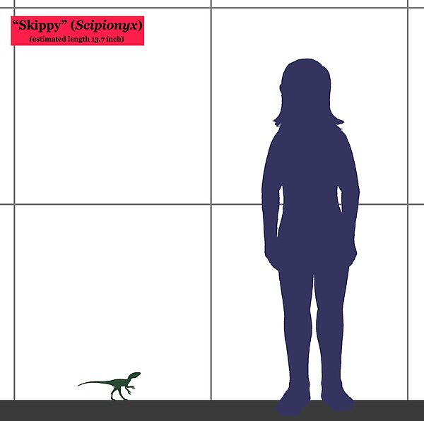 Size of the juvenile specimen compared with a human