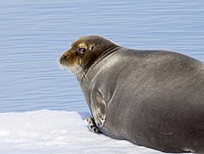 Seal by Christopher Michel.jpg