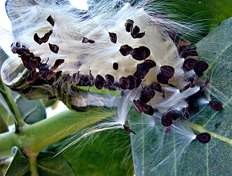 330px-Seed_Calotropis_procera.jpg