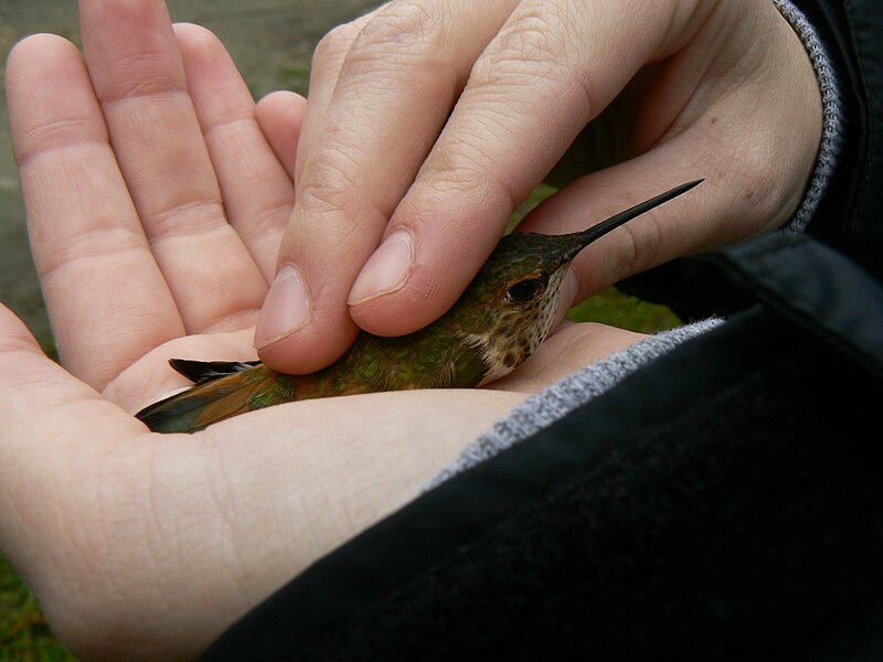 File:Selasphorus hummingbird (2459197309).jpg