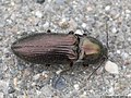 Selatosomus aeneus (Linnaeus, 1758)