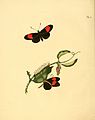 4. Papilio melpomene (= Heliconius melpomene)