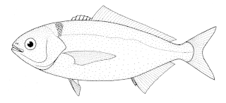 <i>Seriolella</i> Genus of fishes