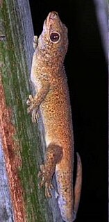 Seychelles bronze gecko Species of lizard