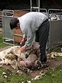 Sheep shearing