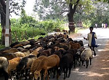 Boy herding a flock of sheep, India; a classic example of the domestic herding of animals Sheep and herder India.jpg