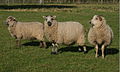 Shetland - Hebridean lambs.jpg