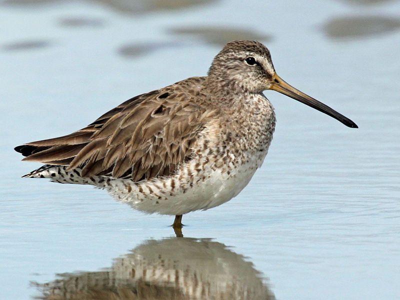 File:Short-billed Dowitcher RWD 2014a.jpg