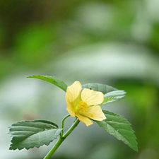 Arrowleaf sida, Paddy’s lucerne, Jelly leaf, Kurumthotti (Sida rhombifolia)