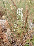 Vignette pour Sideritis romana