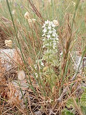 Sideritis romana