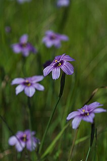 <i>Sisyrinchium bellum</i> Species of flowering plants in the iris family Iridaceae