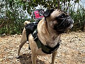 Smart dog harness service dogs USA