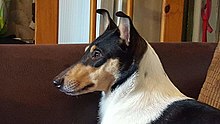 Smooth Collie - Wikipedia