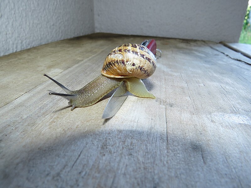 File:Snail negotiating sharp edges IMG 4125.jpg