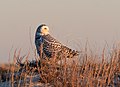 * Nomination Snowy owl at Jones Beach --Rhododendrites 02:18, 26 January 2021 (UTC) * Promotion  Support Good quality -- Johann Jaritz 04:32, 26 January 2021 (UTC)