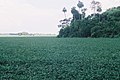 Plantação de soja em Santa Rita