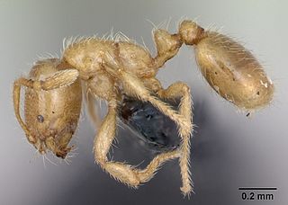 <i>Solenopsis fugax</i> Species of ant