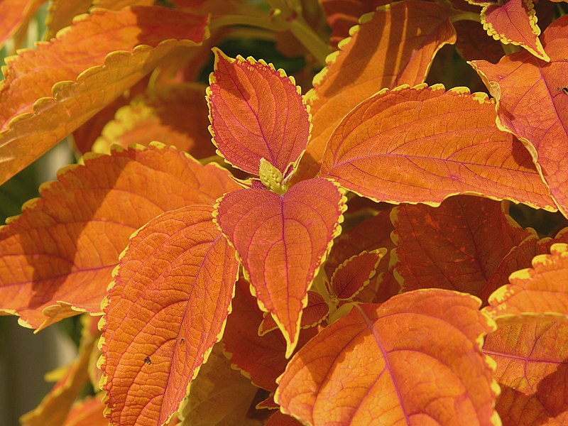 File:Solenostemon scutellarioides (Coleus x hybridus) 'Rustic Orange' Leaf Cluster 3264px.jpg