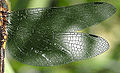 Somatochlora flavomaculata