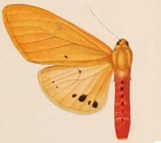 <i>Spilosoma eldorado</i>