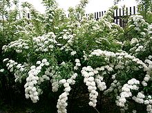 Spiraea cantoniensis1.jpg