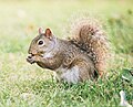 Squirrel feeding.