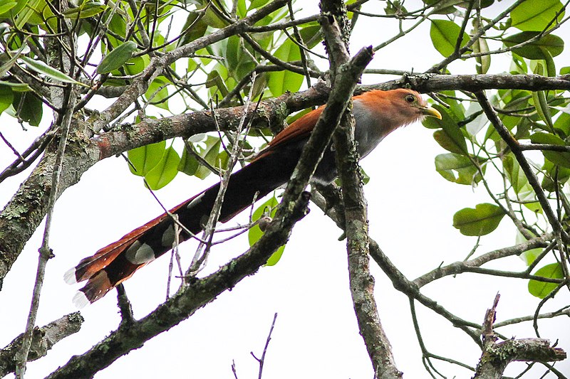 File:Squirrel Cuckoo (Piaya cayana) (8079737929).jpg